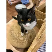 りん