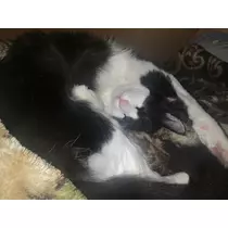 もも