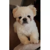 涼風 あき