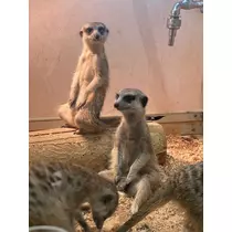 あこ
