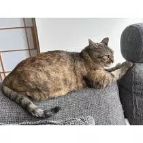 華宮 れい