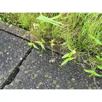 エミ （スタッフ）