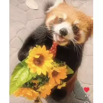 猫羽 のん