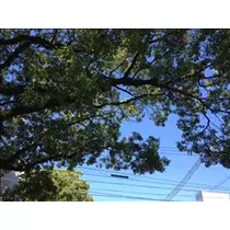 コウ