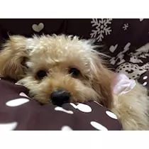 椿綺 楓