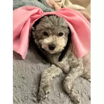 うづき ふうか