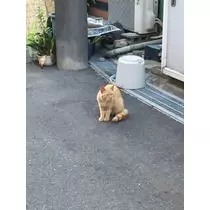 愛羽 仁美