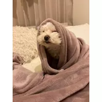 夏樹 あや