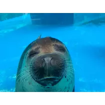 あいゆ