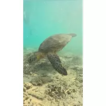 れな