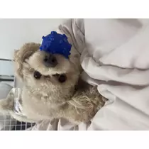 にこる