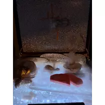 セララ
