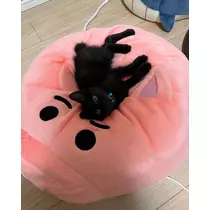 芹奈