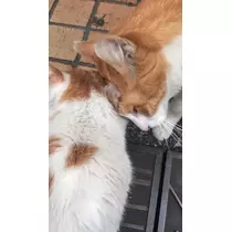 ひな
