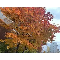 七星 夏純