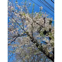 りか