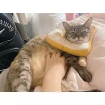 華宮 れい