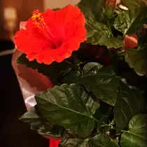紅羽  レミ