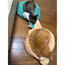 ありさ