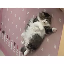 翠