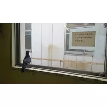 ふゆの