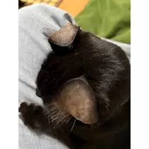 さくら