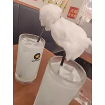 紫音