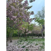 神崎 蘭