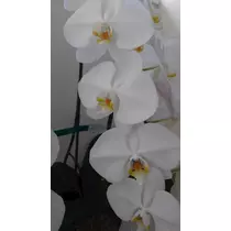 のはら かすみ