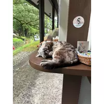 椿