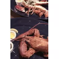 つばさ