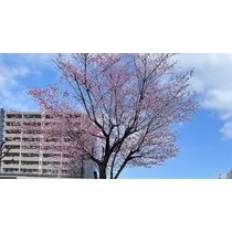 七星 ゆめ