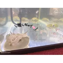 なぎまる