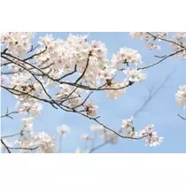 かおり