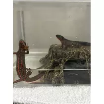 ツンデレかなの