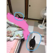 あや