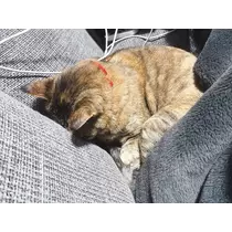 華宮 れい