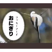ひな