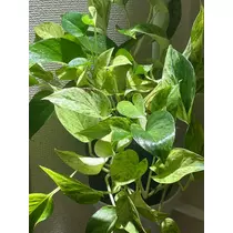 明菜