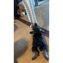 しほ