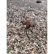 紫月 あやか