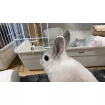 しゅが〜