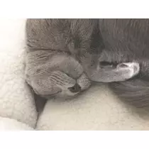 華