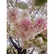 ひな
