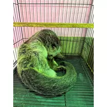 ナナ