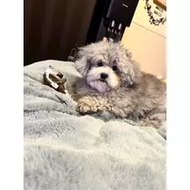 うづき ふうか