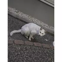 エミ (スタッフ)