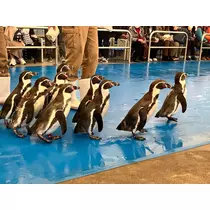うえだ あきる