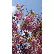 のはら かすみ