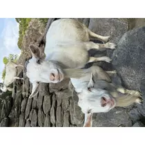 ユメ